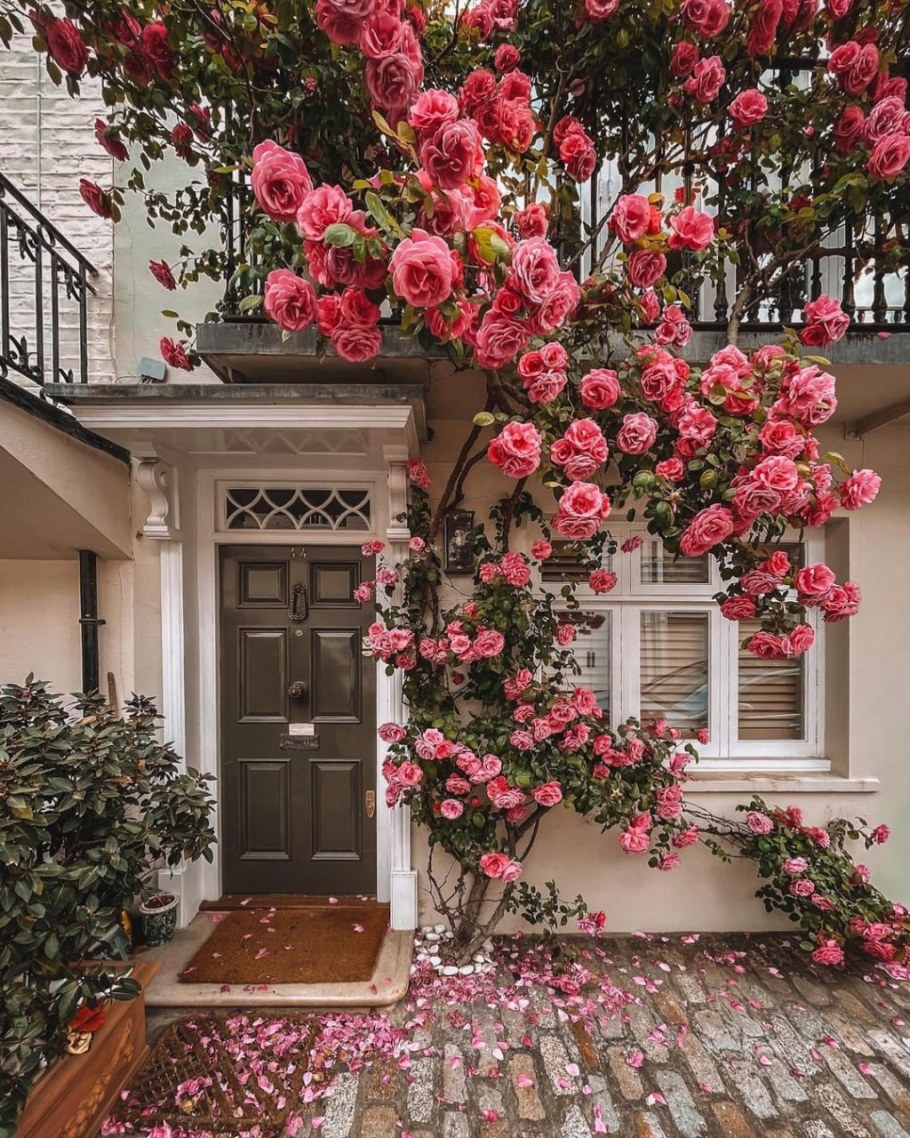 Розы на террасе