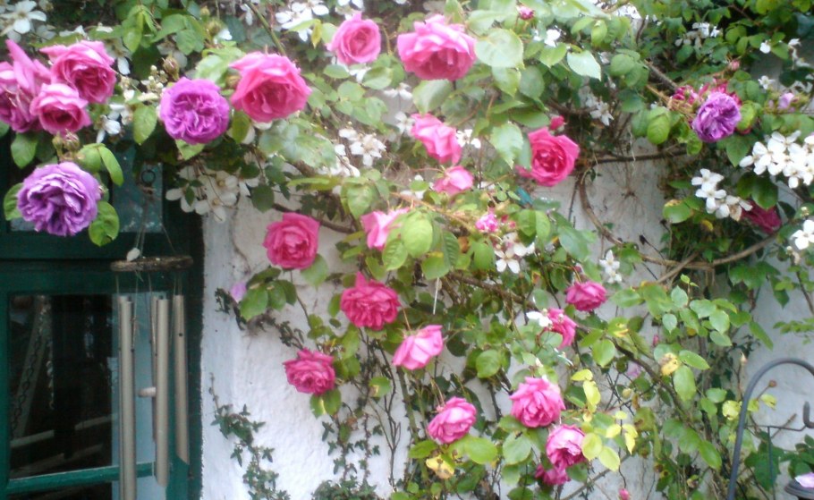 Роза Клайминг Америка