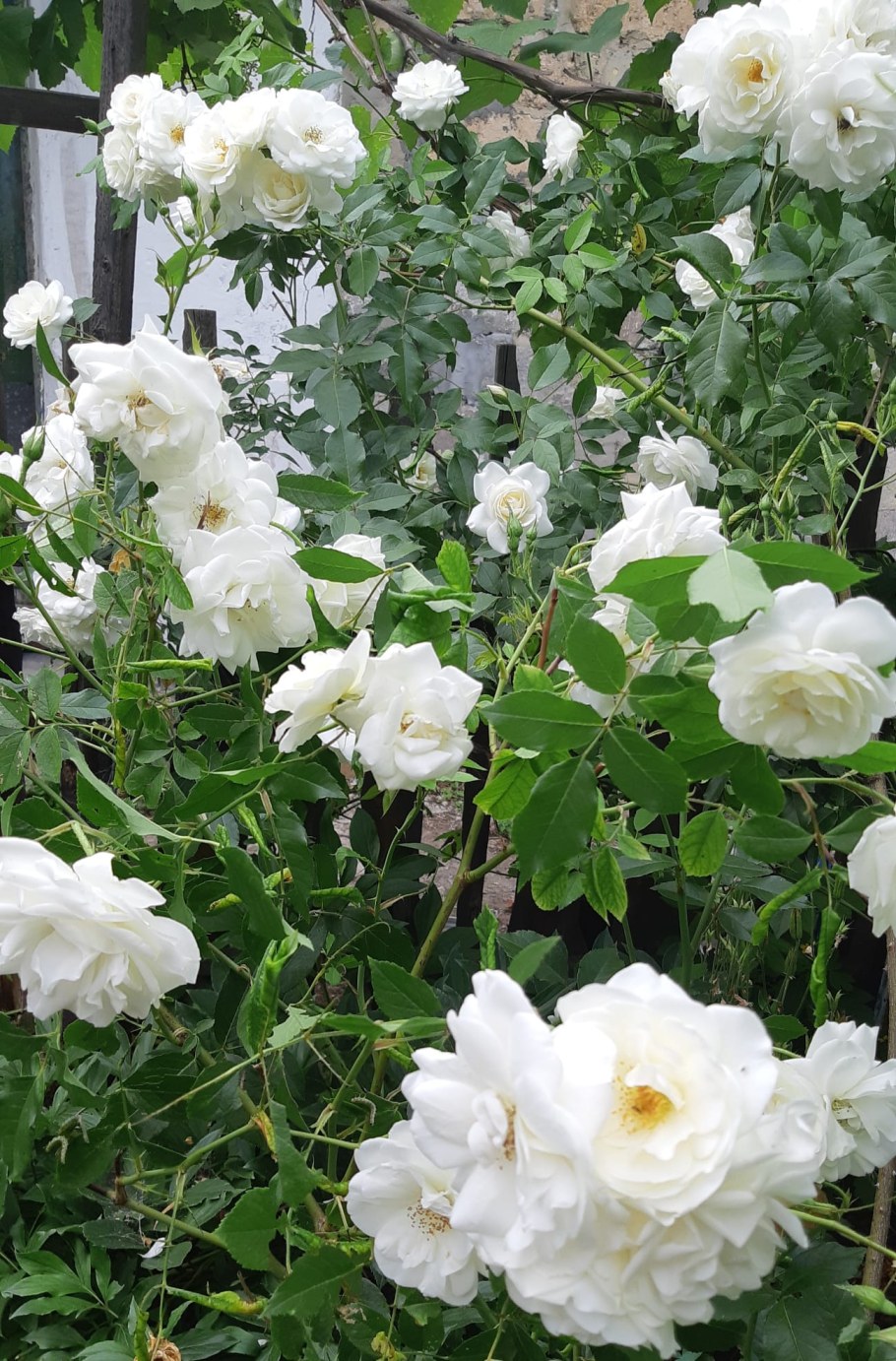 Роза Айсберг