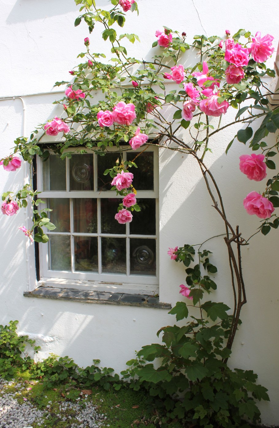 Плетистая роза на террасе