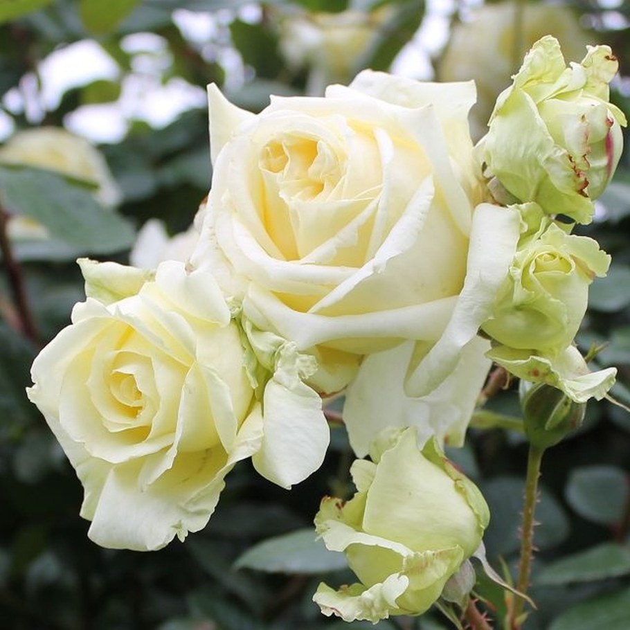 Роза Эльф нежно жёлтые