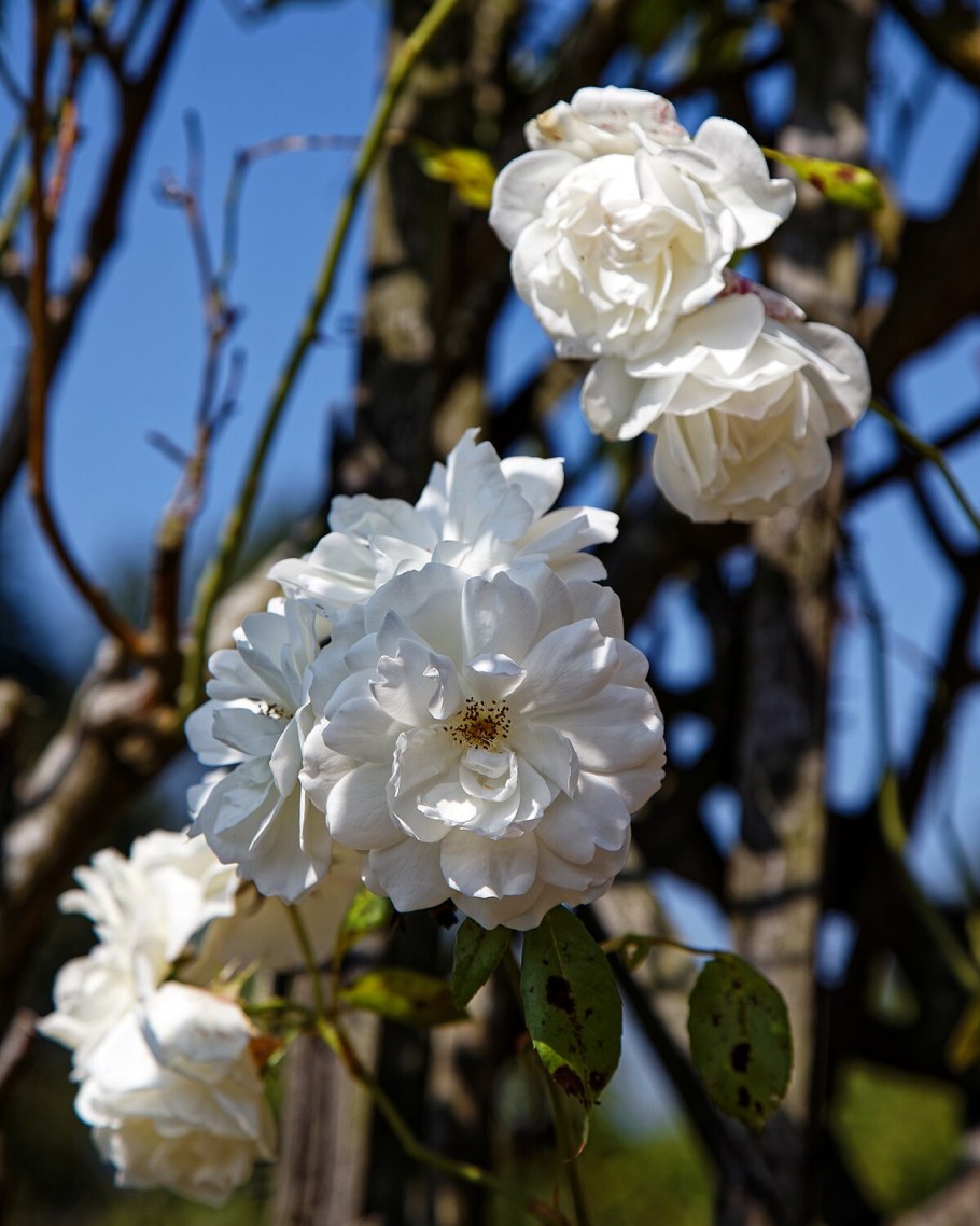 Сакура в Сочи Южные культуры