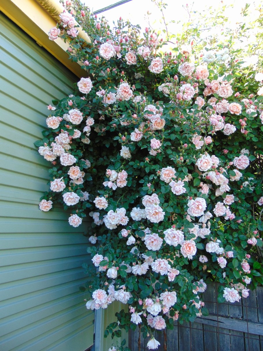 Роза Альбертини персонаж