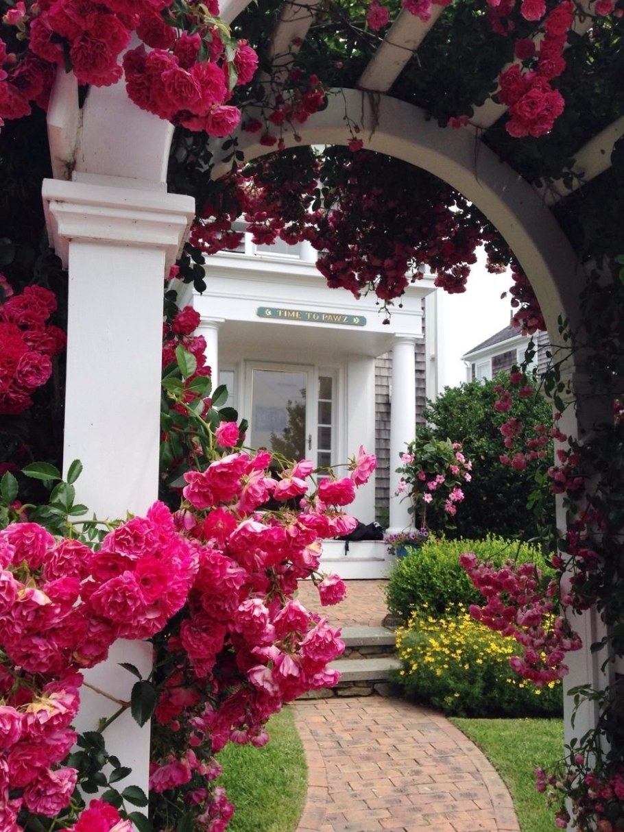 Роза Мон Жардин плетистая