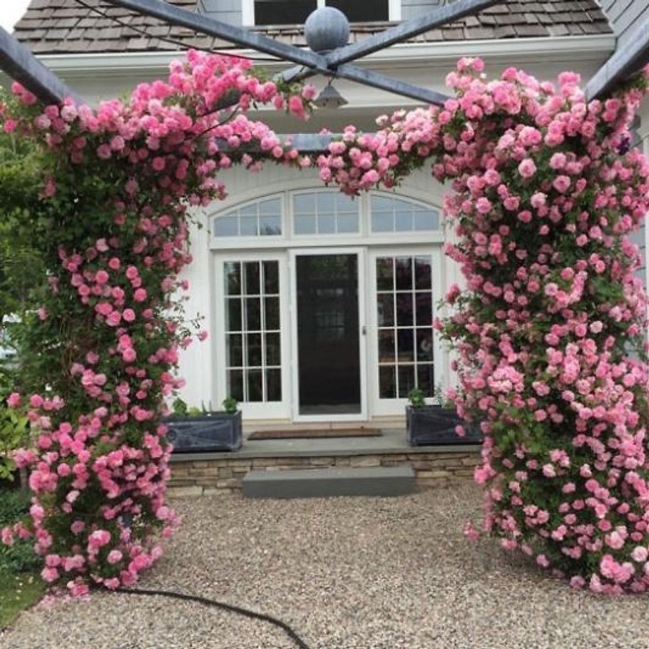 Ампельная роза фото