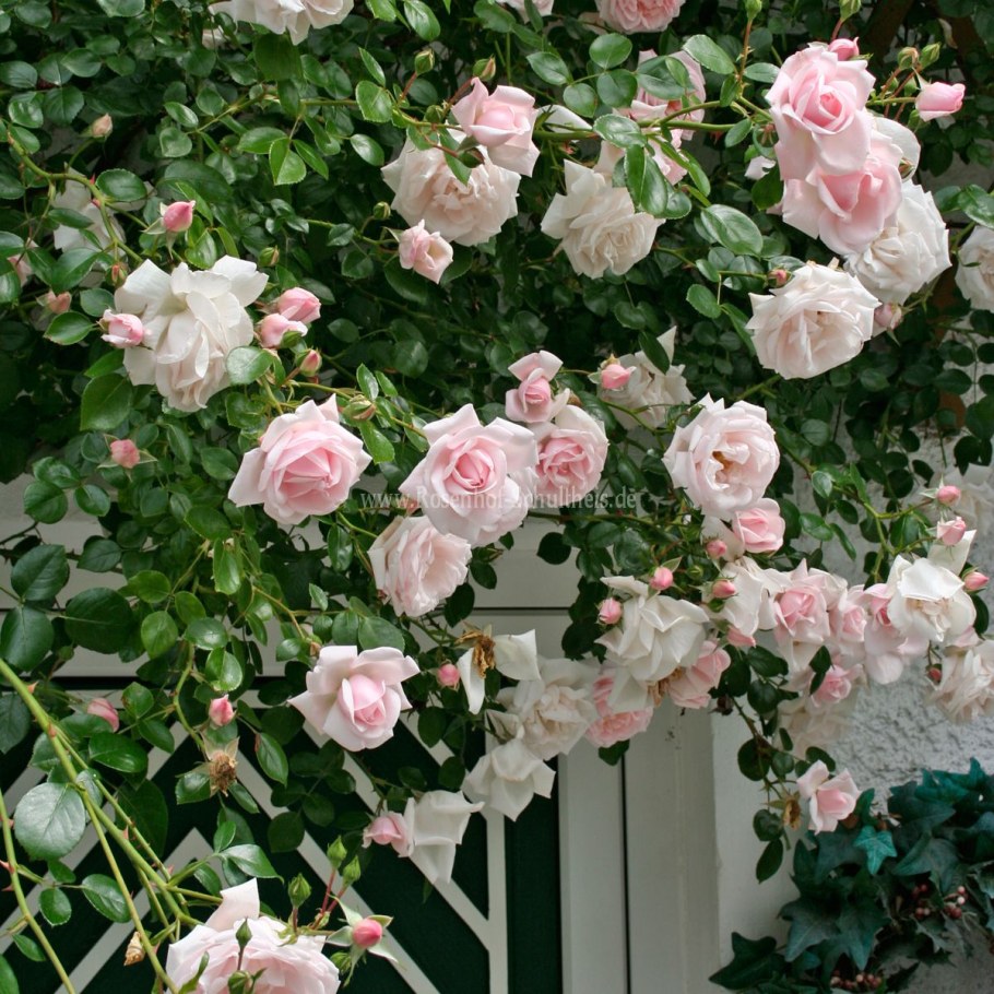 Роза Нью Доун купить