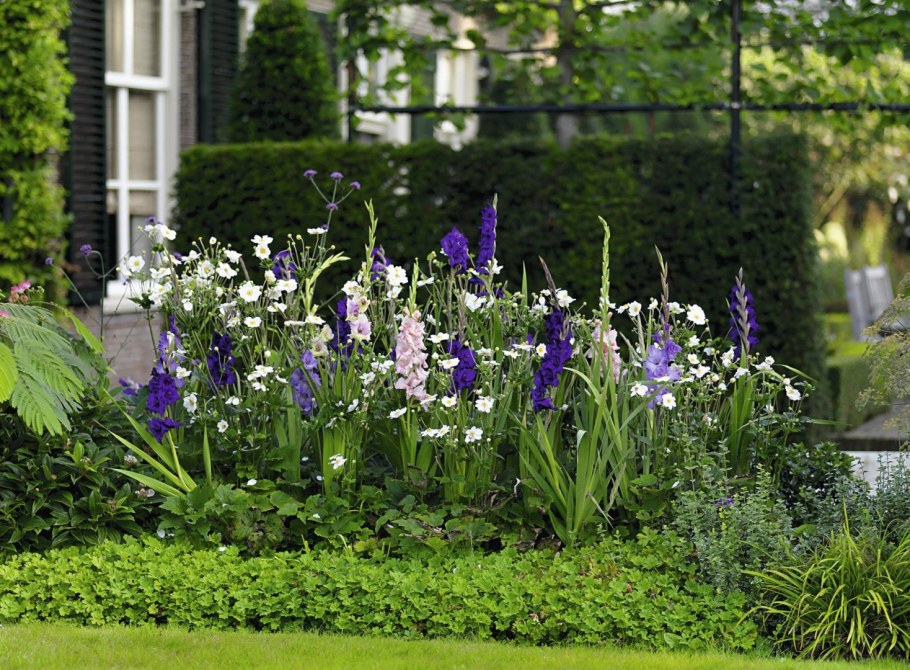 Анемона БЛАНДА В ландшафтном дизайне