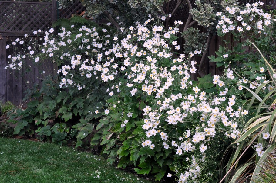 Анемона / ветреница войлочная Робустиссима