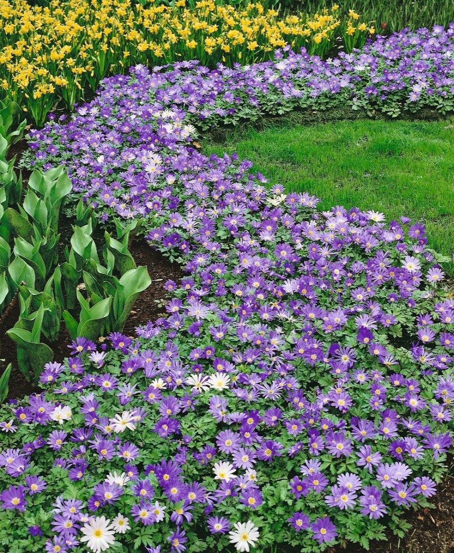 Почвопокровные многолетники Беккер