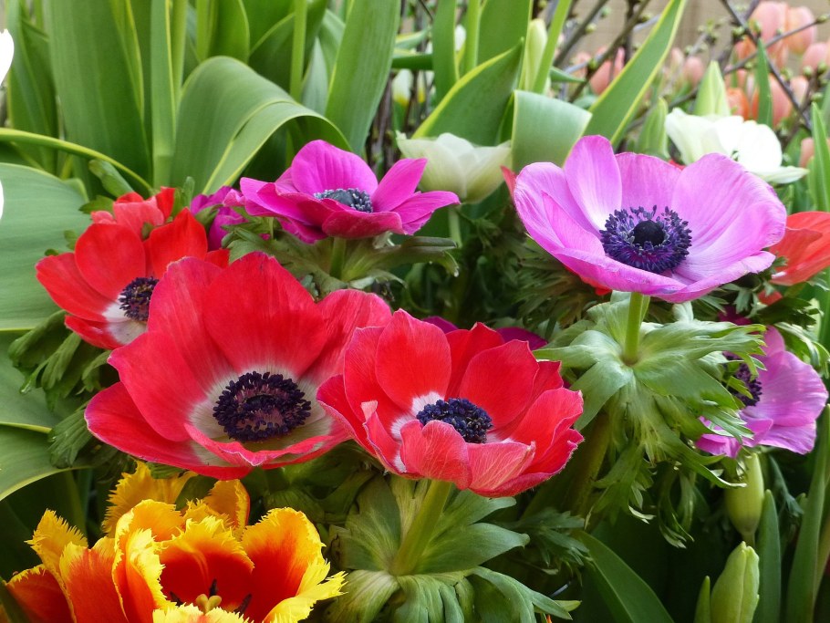 Анемона виргинская