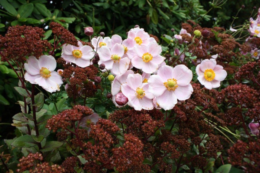 Анемона Квин Шарлотт