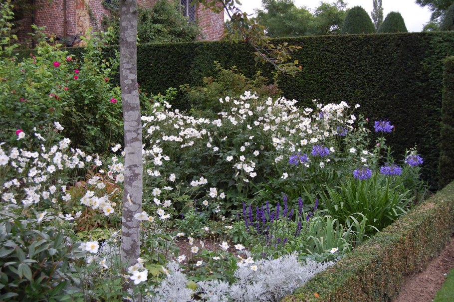 Анемона гибридная клумба