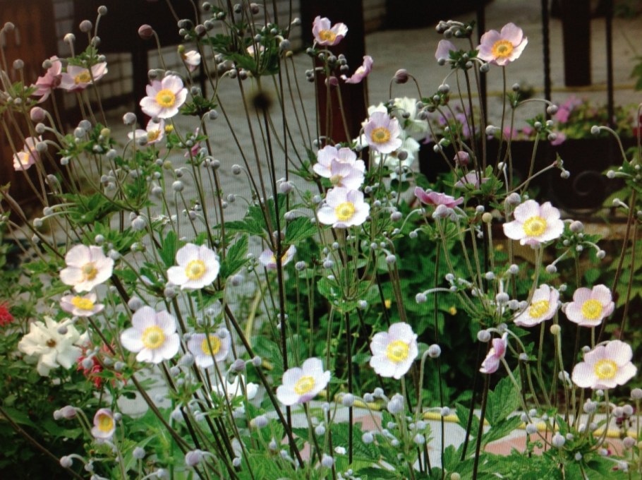 Анемона ветреница клумба