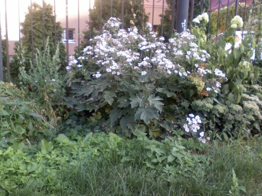 Анемона японская куст