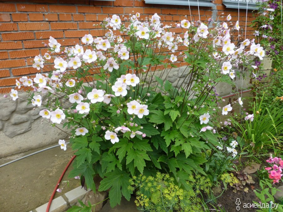 Анемона японская многолетняя