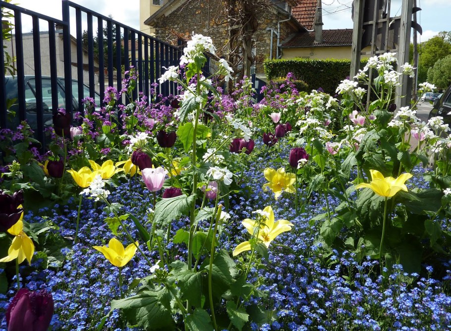 Платикодон цветок на клумбе