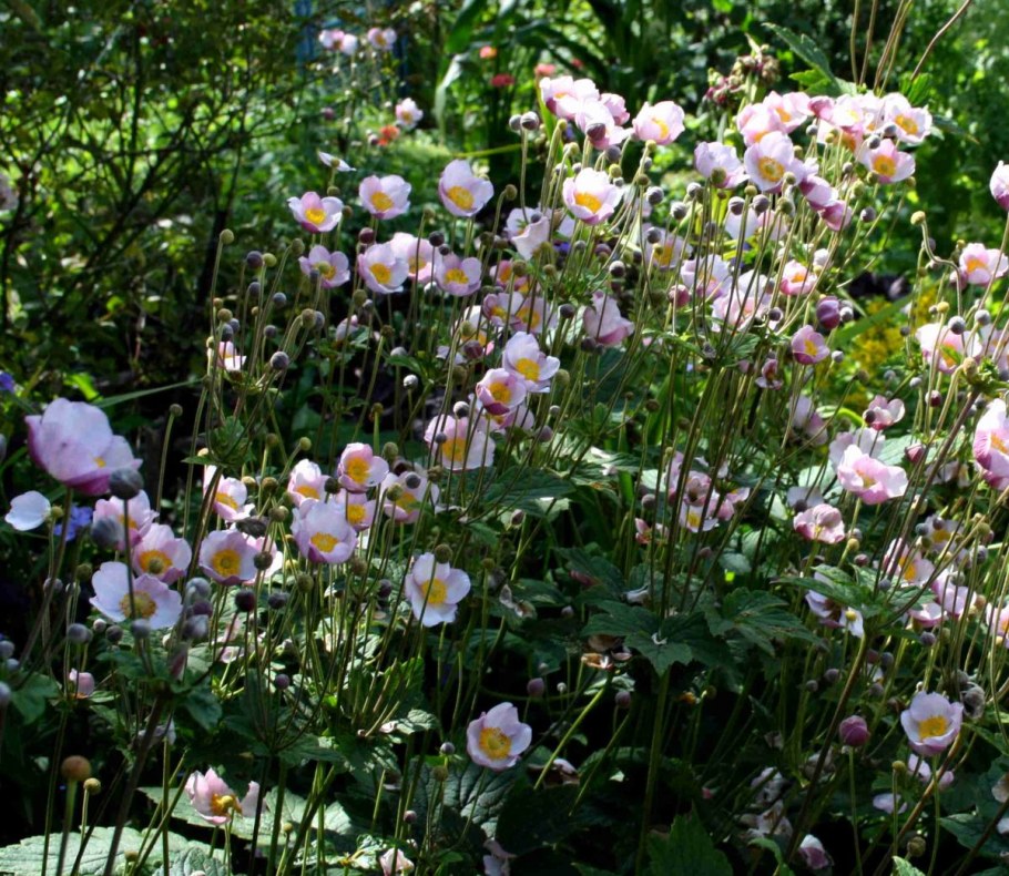 Анемона японская