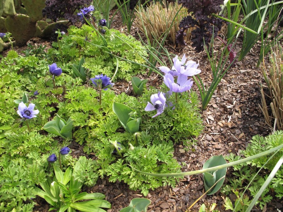 Анемона Lord Lieutenant