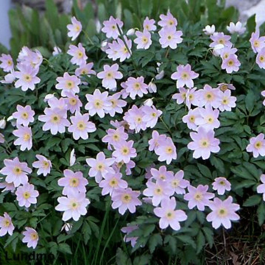 Анемона Лесная "Элис Фелдман"