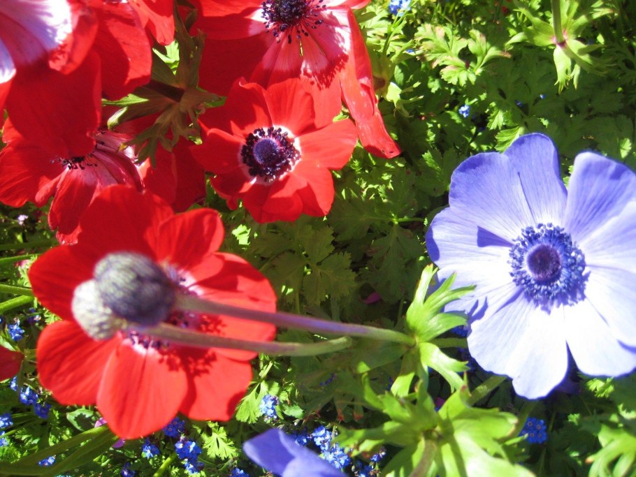 Анемона де Каен смесь