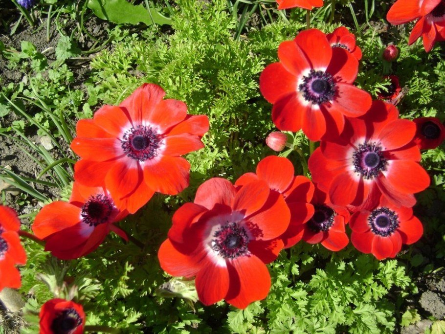 Анемона Mr. Fokker