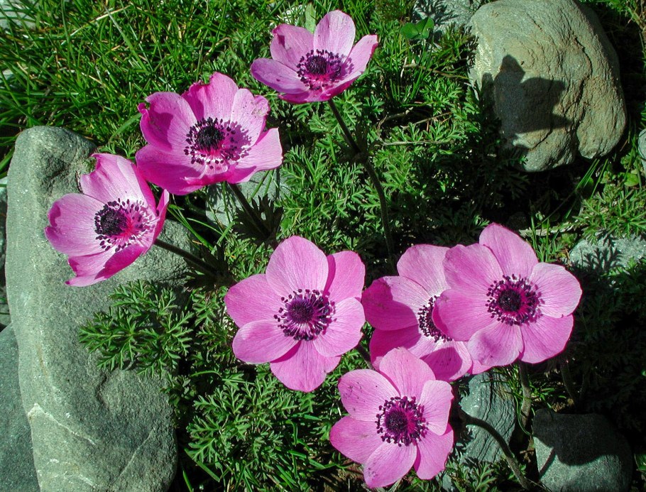 Анемона корончатая bicolor