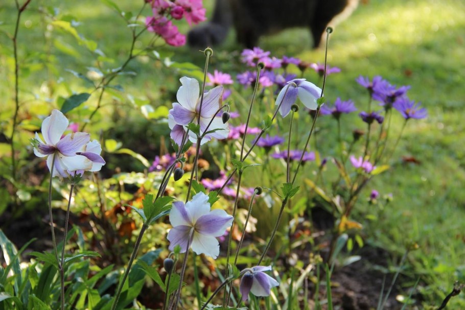 Анемона Раффлд Свон