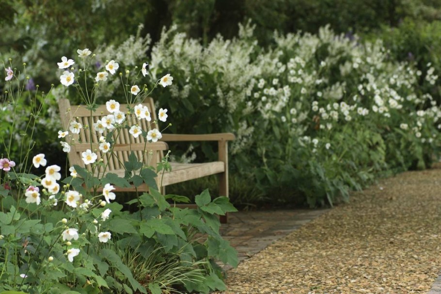 Анемона японская Садовая