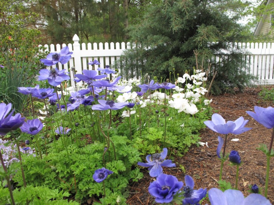 Анемона Дубравная Robinsoniana