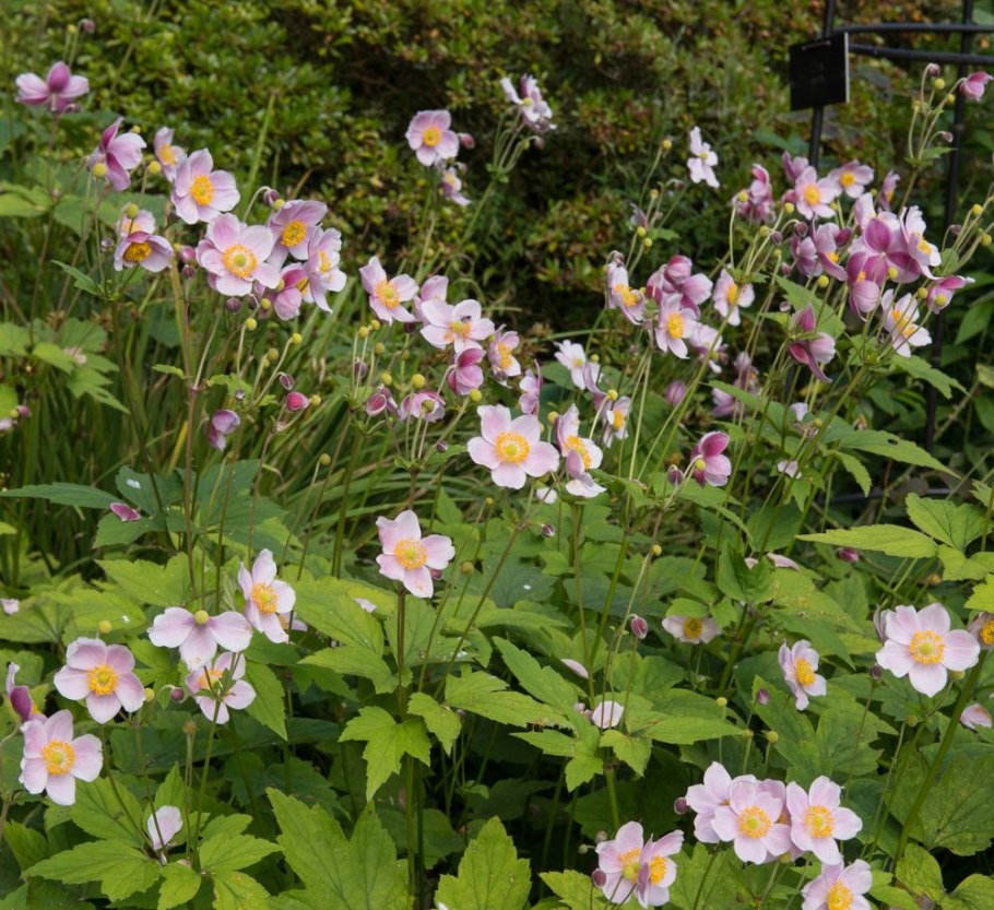 Анемона японская (Anemone japonica)
