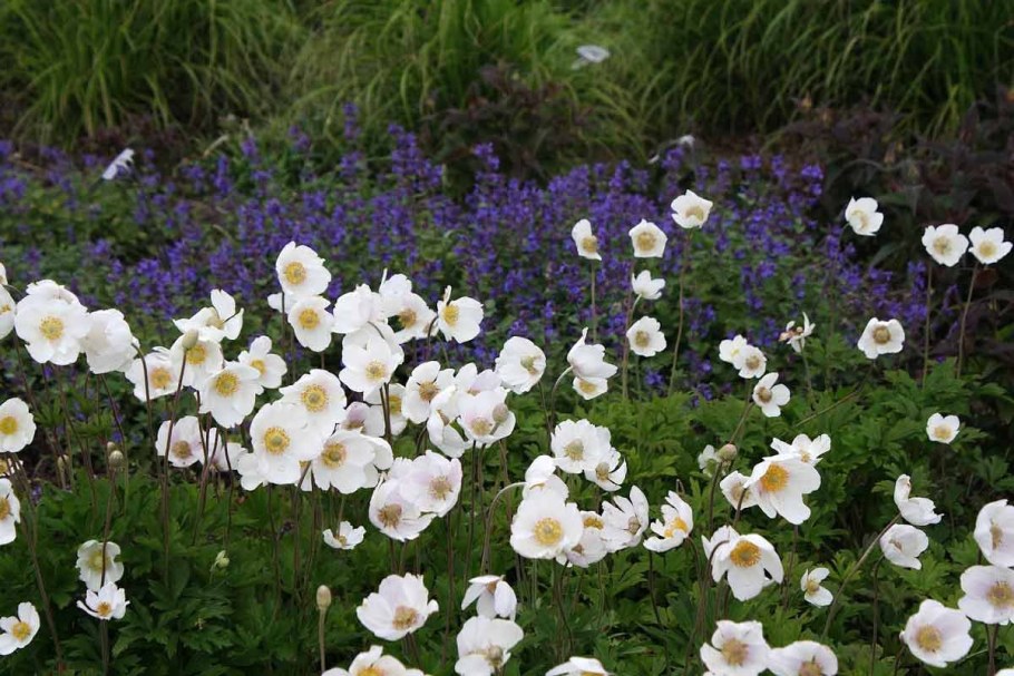 Многолетники ветреница Лесная