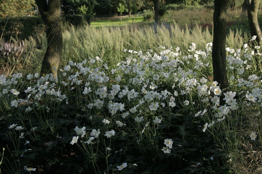 Анемона японская Кенигин Шарлотта