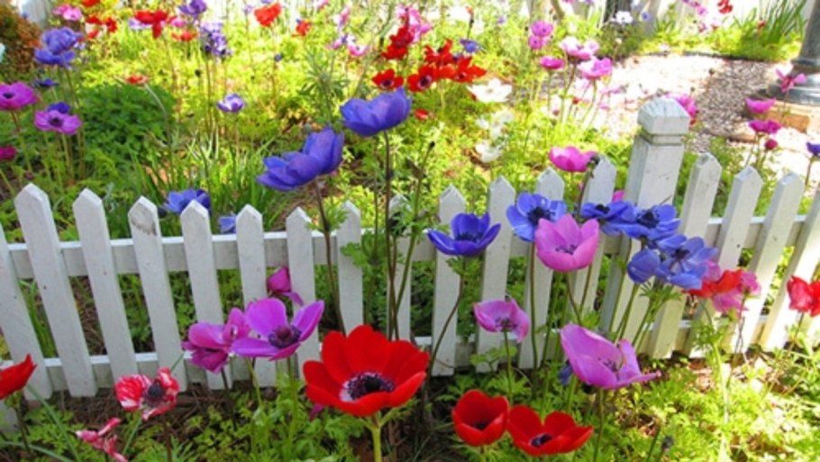 Анемона корончатая на клумбе