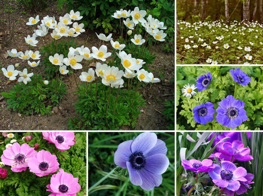 Ветреница (анемона) цилиндрическая