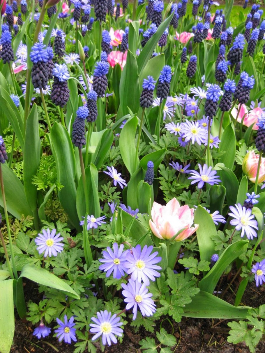 Анемоны БЛАНДА