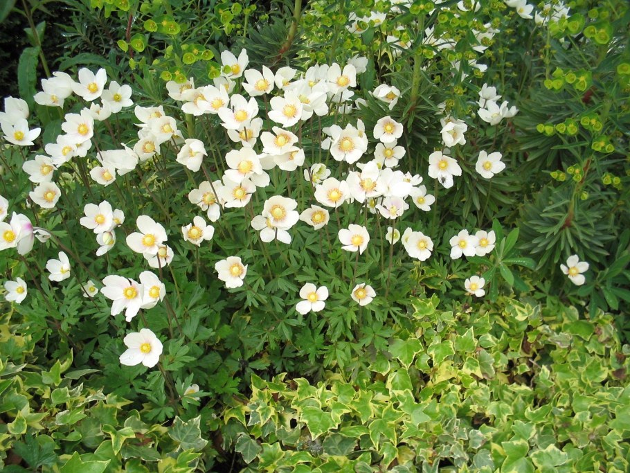 Анемона Лесная Силвестрис