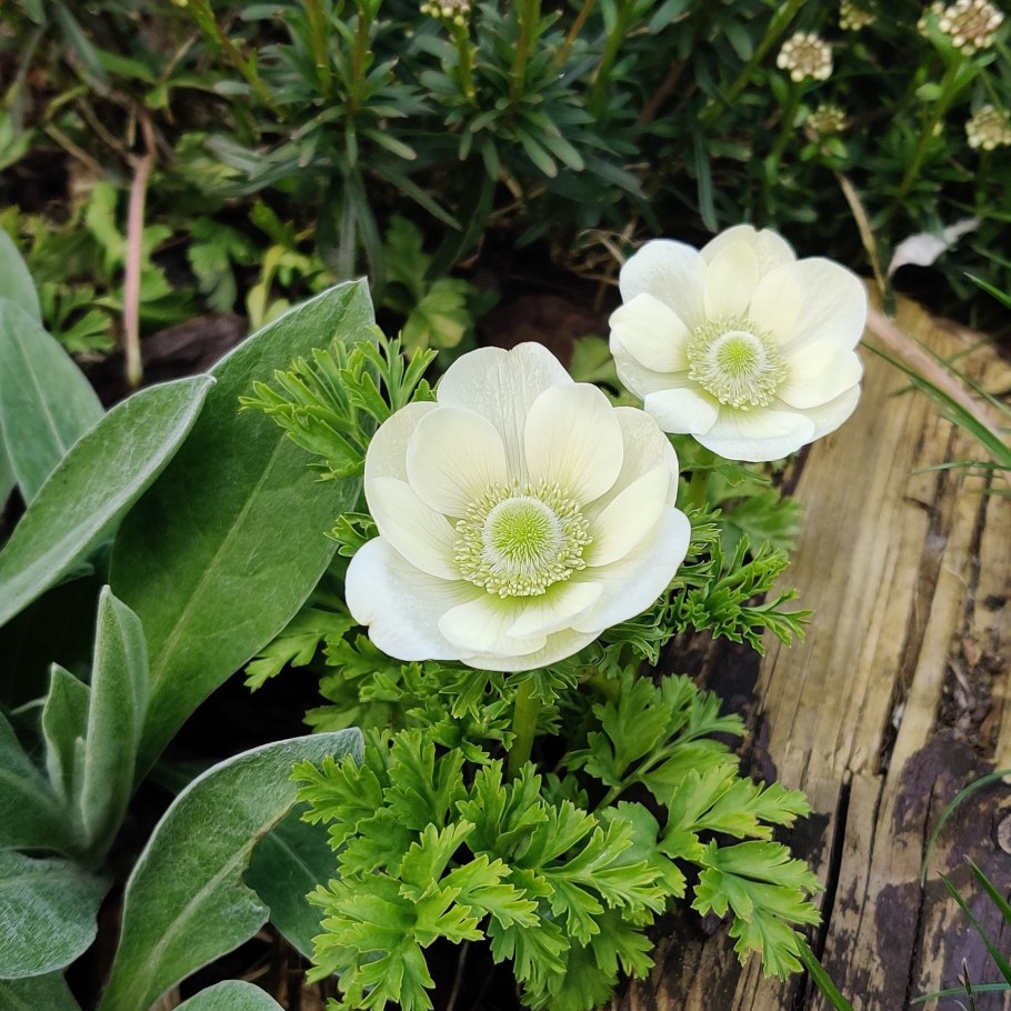 Анемона Левейля