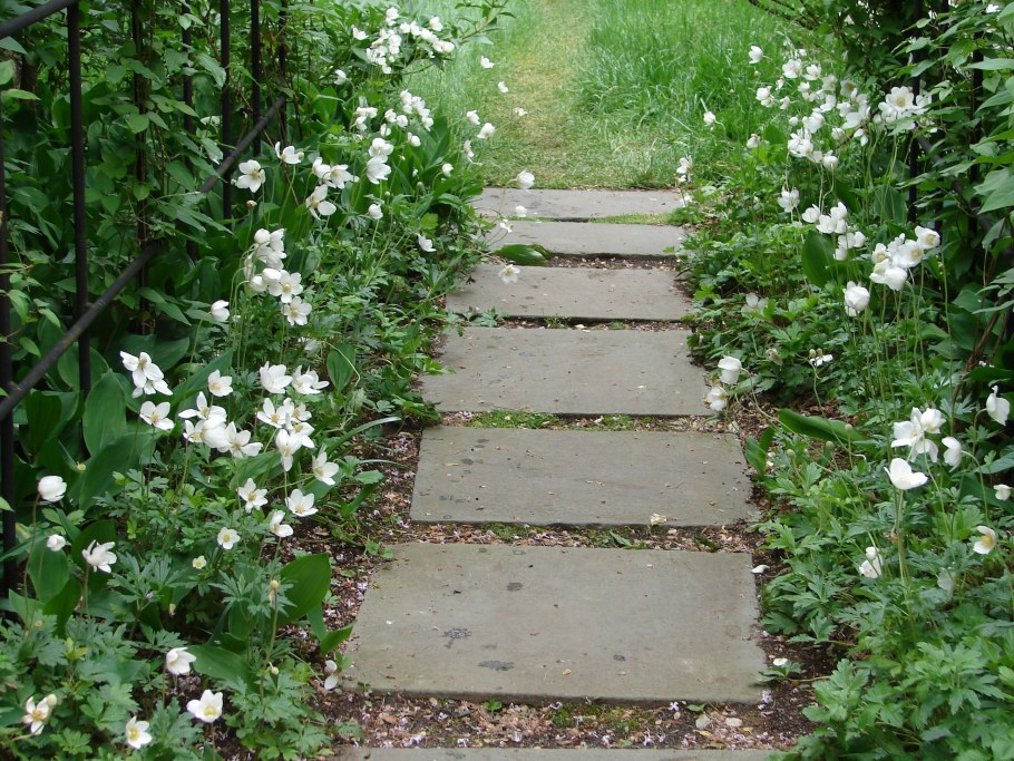 Анемона ветреница в ландшафтном дизайне