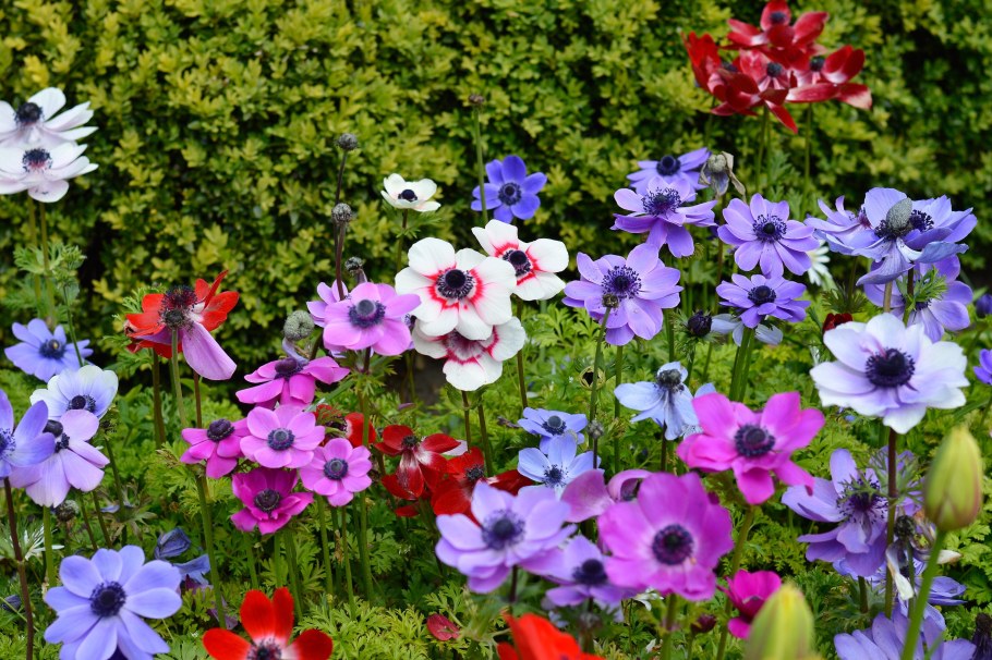 Анемона де Каен смесь