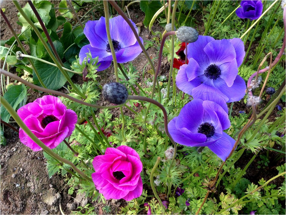 Анемона Бриджит микс