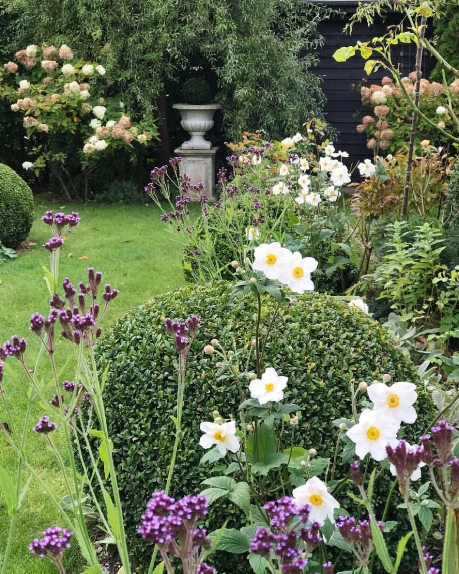 Анемона сильфид