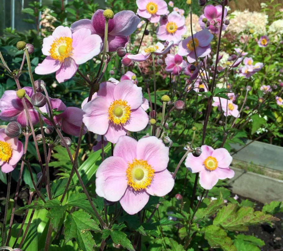 Анемона ветреница японская