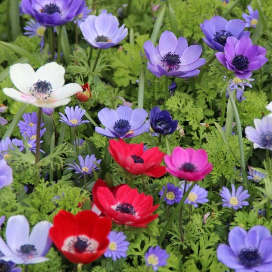 Анемона Hollandia