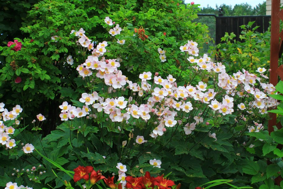 Ветреница войлочная Robustissima