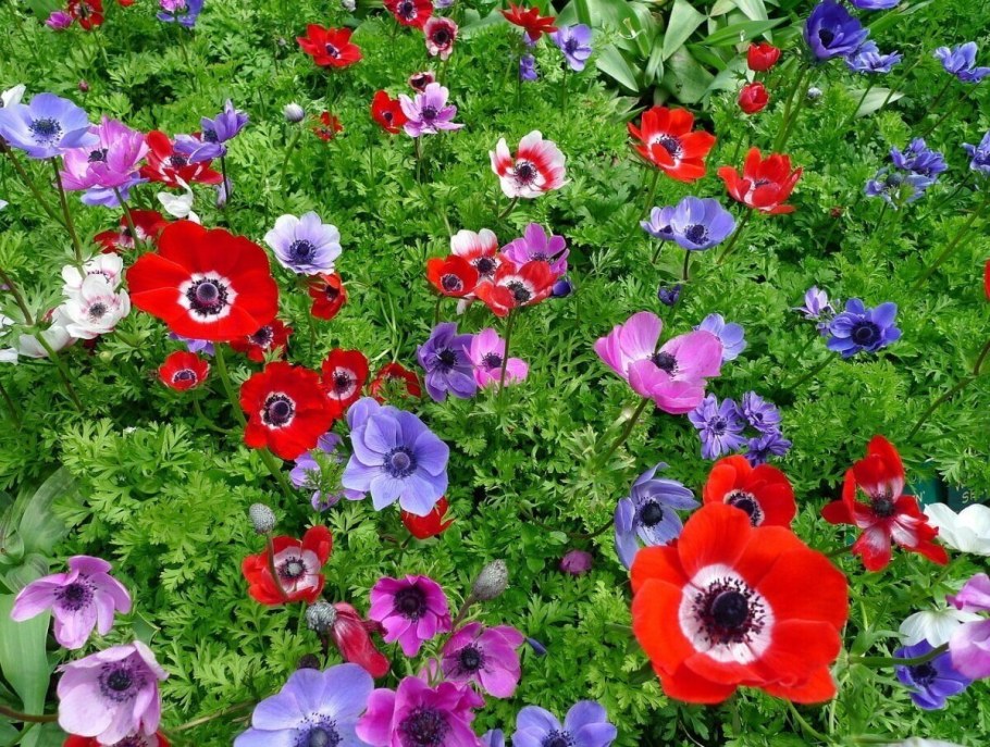 Анемона де Каен микс