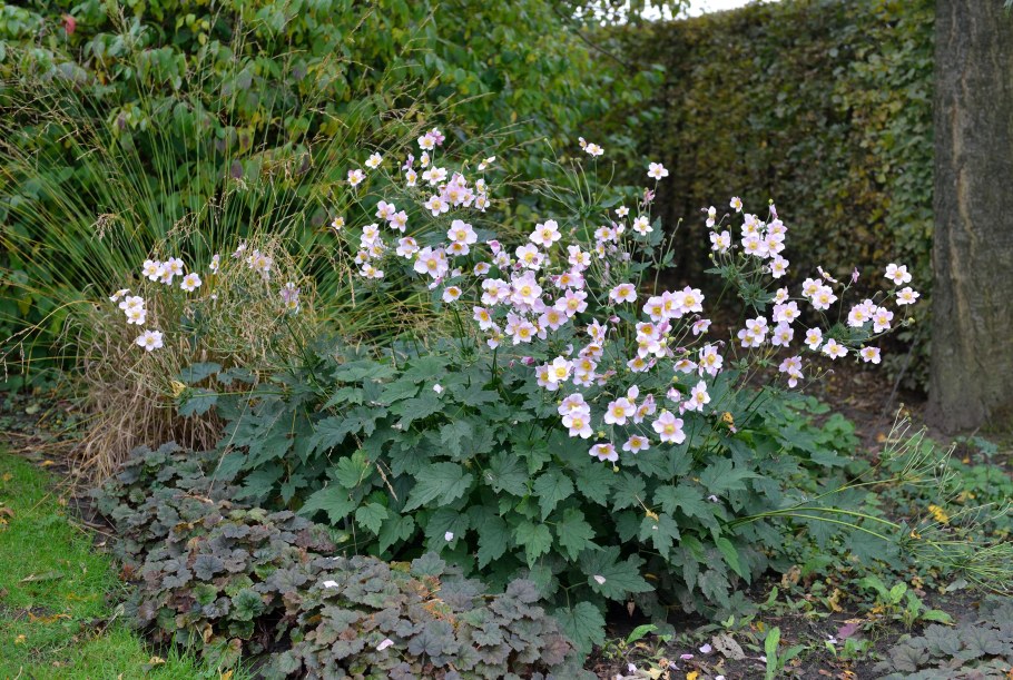 Анемона японская 'Honorine Jobert'