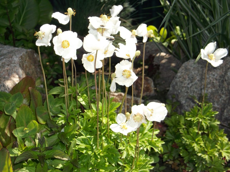 Анемона весенниковая