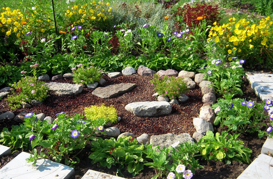 Анемона на клумбе