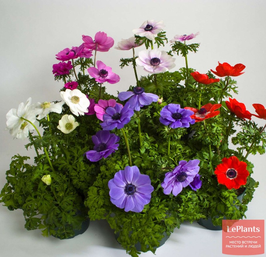 Анемона де Каен