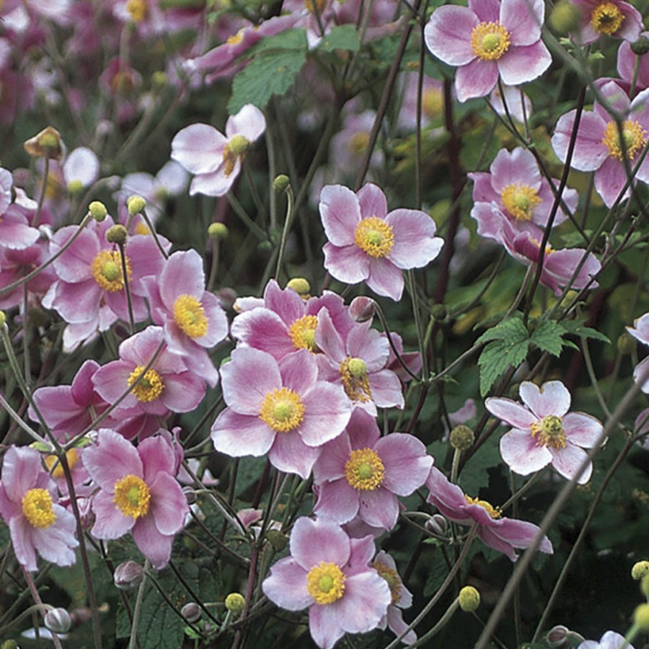 Анемона войлочная 'Robustissima'